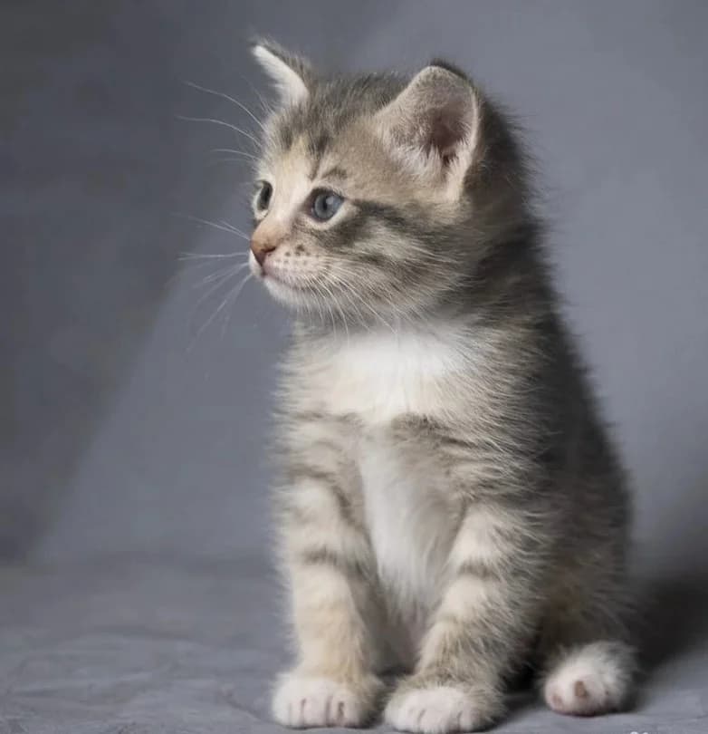 Kaliforniyskaya siyayushtaya koshka (Калифорнийская сияющая кошка), female Mixed Breed for adoption at Kotyata Darom, Minsk Region