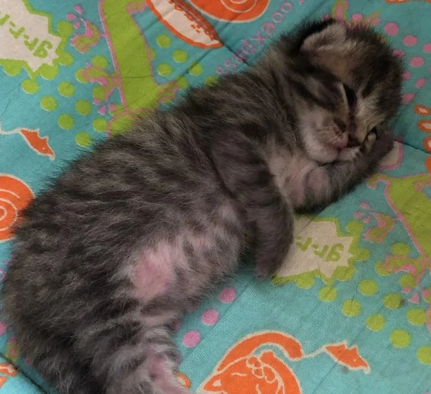 Kotёnok Kaliforniyskoy siyayushtey koshki (Котёнок Калифорнийской сияющей кошки),  Mixed Breed for adoption at Kotyata Darom, Minsk Region