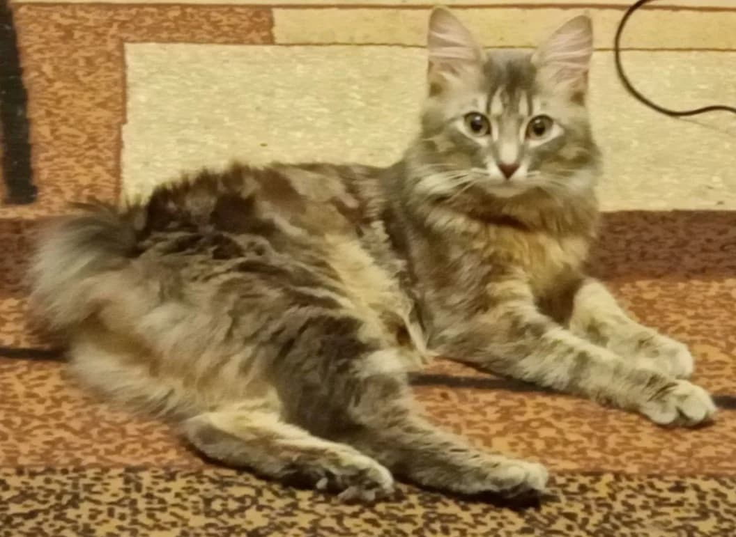 Predlagayu dlya vyazki Karelskogo bobteyla (Предлагаю для вязки Карельского бобтейла),  Mixed Breed for adoption at Kotyata Darom, Minsk Region