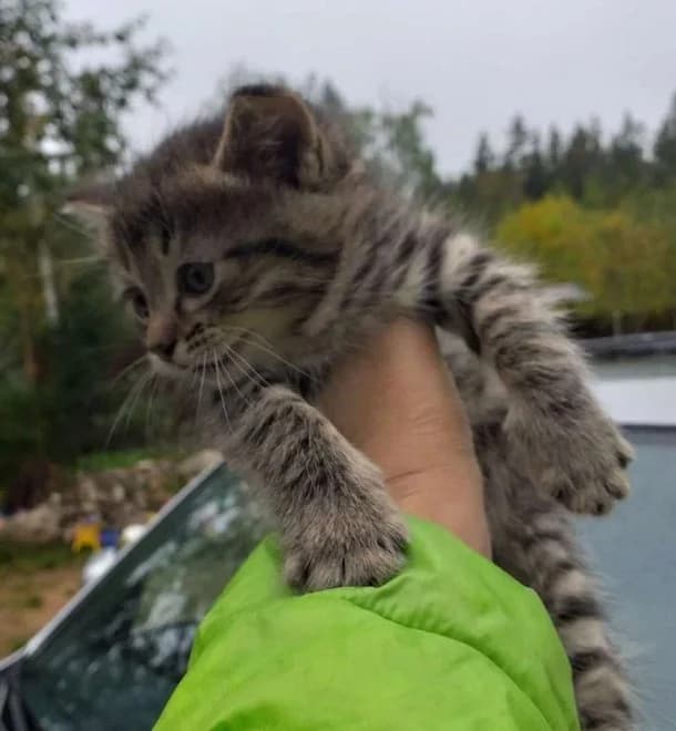 Kotyata 1,5 mesyatsa metisy Mama karelskiy bobteyl (Котята 1,5 месяца метисы Мама карельский бобтейл,  Mixed Breed for adoption at Kotyata Darom, Minsk Region