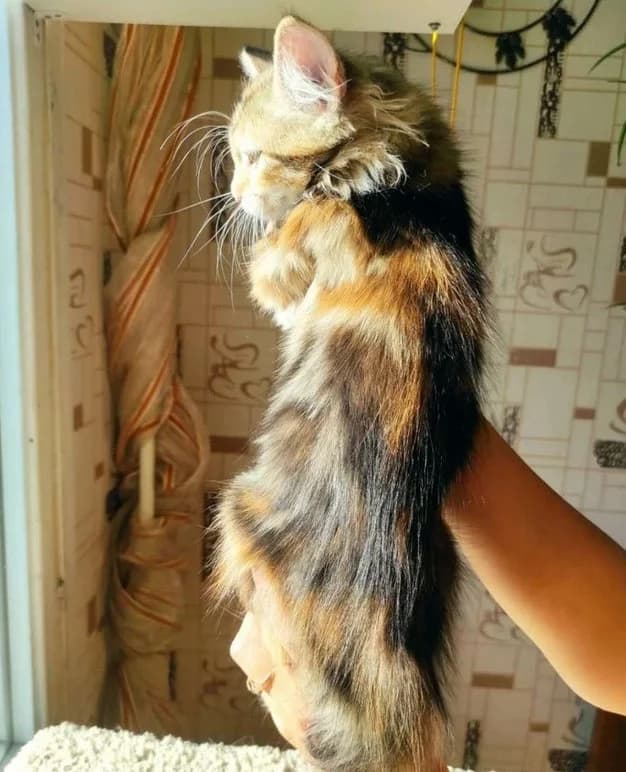 Kotyata porody Karelskiy bobteyl (Котята породы Карельский бобтейл),  Mixed Breed for adoption at Kotyata Darom, Minsk Region