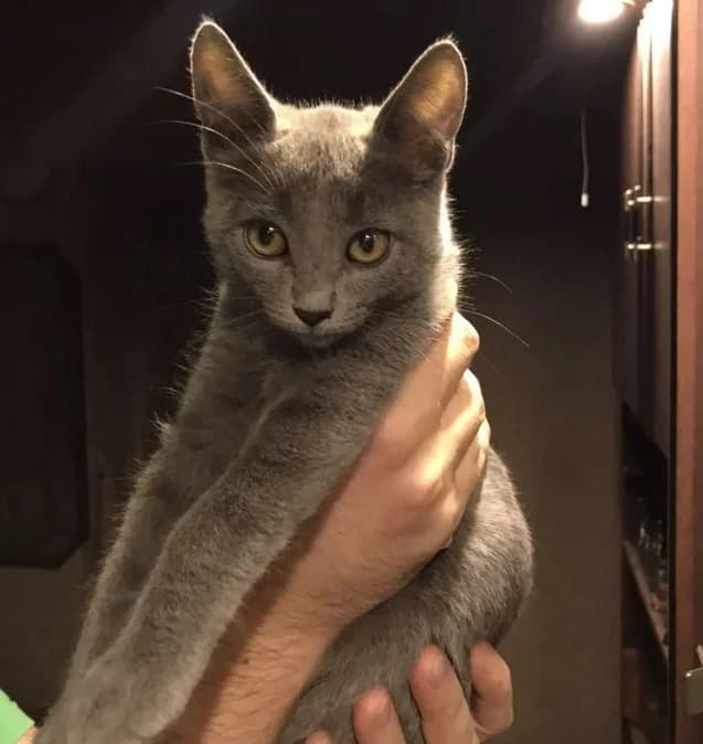 Otdaem kotikov Keltskoy porody (Отдаем котиков Кельтской породы),  Mixed Breed for adoption at Kotyata Darom, Minsk Region