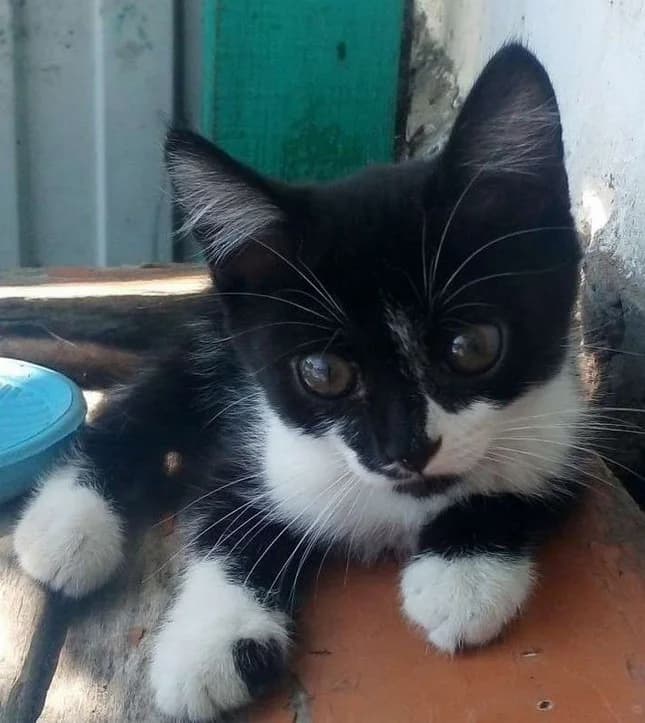 Otdam kotyat metisy shotlandskoy visloukhoy i kimrika (Отдам котят метисы шотландской вислоухой и ки,  Mixed Breed for adoption at Kotyata Darom, Minsk Region