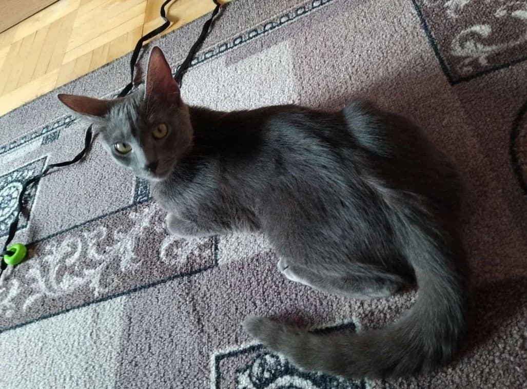 Kot porody korat (Кот породы корат), male Mixed Breed for adoption at Kotyata Darom, Minsk Region