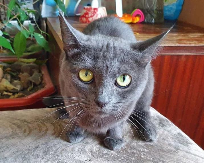 Kotenok Korat prodazha (Котенок Корат продажа),  Mixed Breed for adoption at Kotyata Darom, Minsk Region