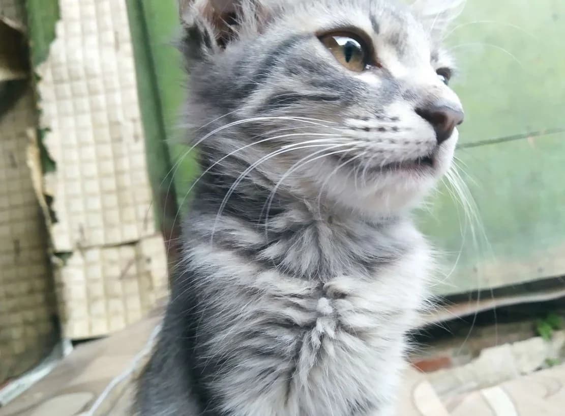 Zamechatelnye kotyata Korat (Замечательные котята Корат),  Mixed Breed for adoption at Kotyata Darom, Minsk Region