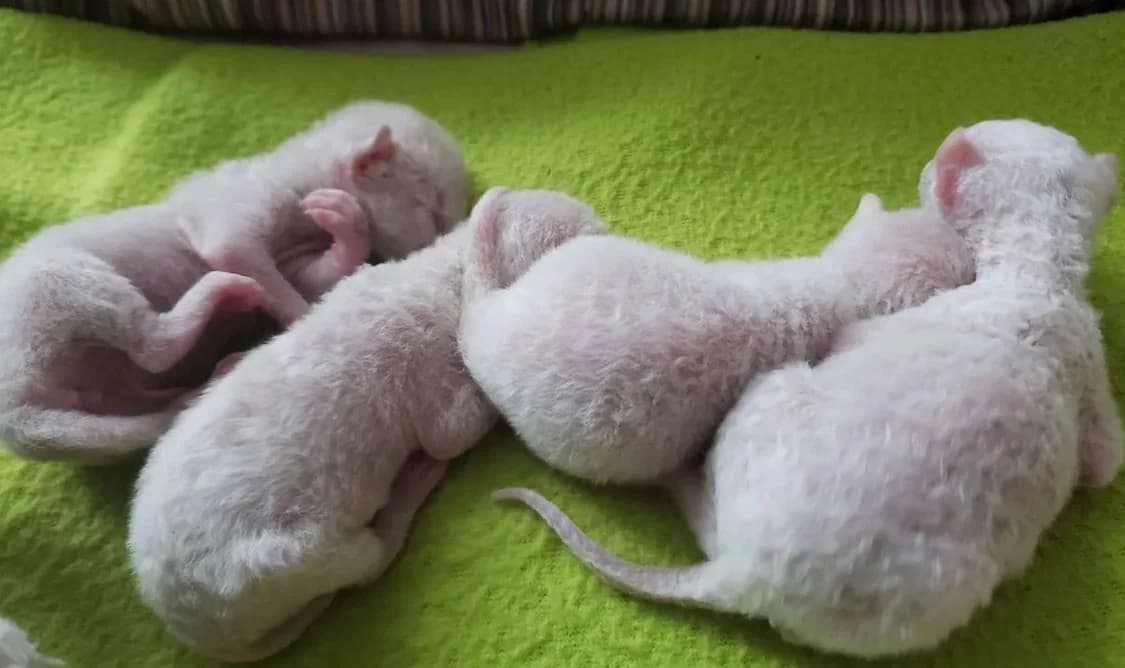 Plyushevye kotyata kornish-Reksa (Плюшевые котята корниш-Рекса),  Mixed Breed for adoption at Kotyata Darom, Minsk Region