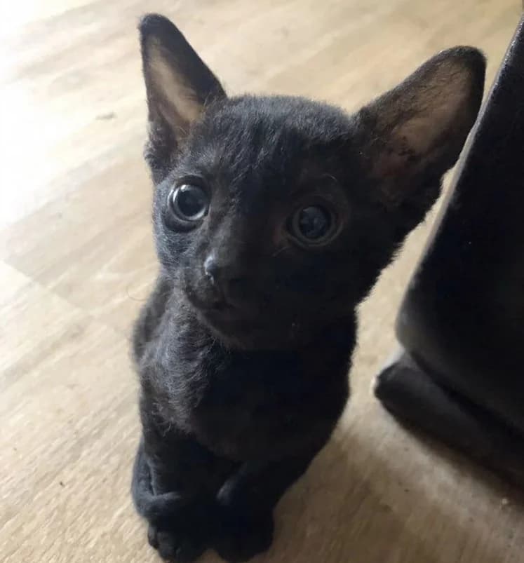 Kotyata Kornish-reks malchik i devochka 14 sentyabrya (Котята Корниш-рекс мальчик и девочка 14 сентя, female Mixed Breed for adoption at Kotyata Darom, Minsk Region