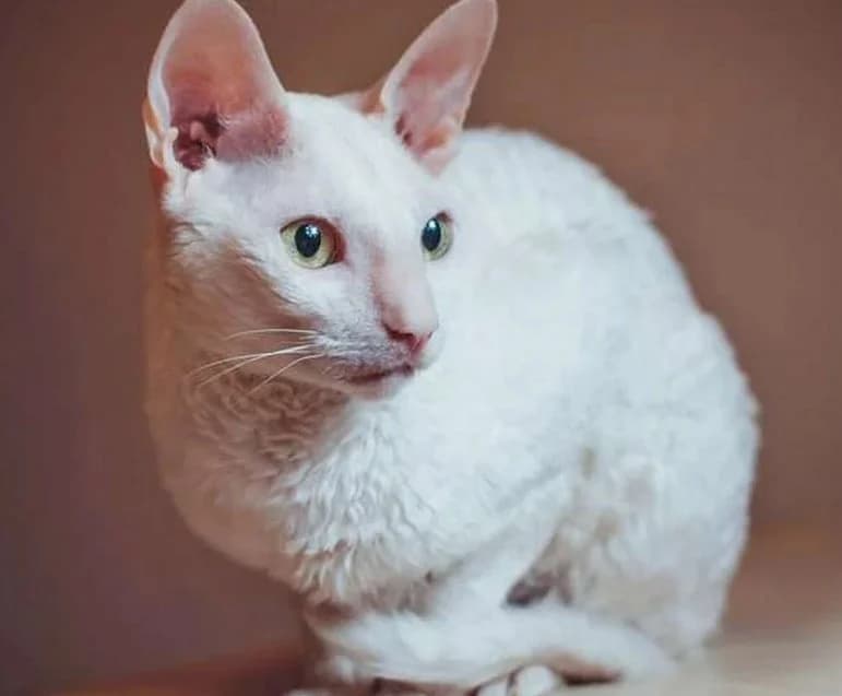 Kornish-reks kot 5 let (Корниш-рекс кот 5 лет), male Mixed Breed for adoption at Kotyata Darom, Minsk Region