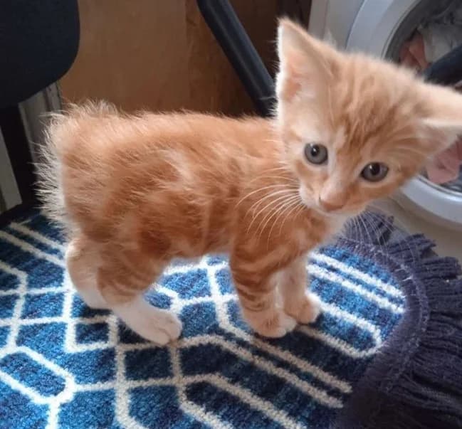 Kotyata kurilskiy bobteyl (Котята курильский бобтейл),  Mixed Breed for adoption at Kotyata Darom, Minsk Region
