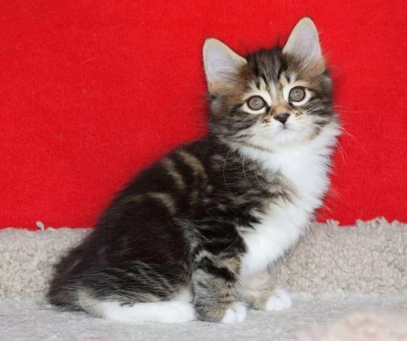 Malchik Kurilskiy bobteyl (Мальчик Курильский бобтейл), male Mixed Breed for adoption at Kotyata Darom, Minsk Region