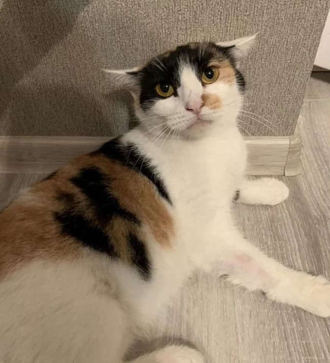 Koshka Yaponskiy bobteyl besplatno (Кошка Японский бобтейл бесплатно), female Mixed Breed for adoption at Kotyata Darom, Minsk Region