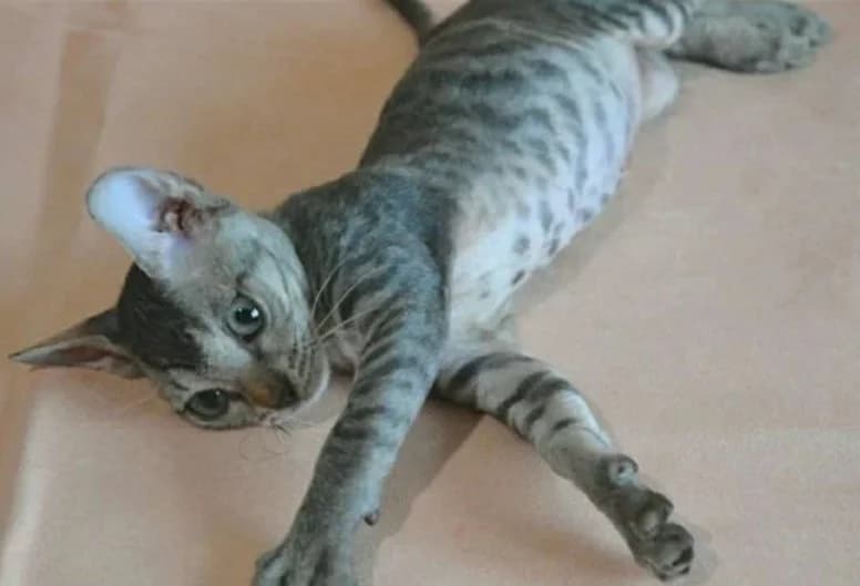 Uralskiy reks (Уральский рекс), Mixed Breed for adoption at Kotyata Darom, Minsk Region