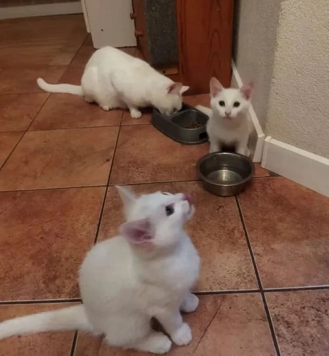 Otdayu dvukh belykh kotyat im 2 mesyatsa, devochki (Отдаю двух белых котят им 2 месяца, девочки), Mixed Breed for adoption at Kotyata Darom, Minsk Region