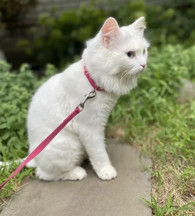 Turetskiy van besplatno (Турецкий ван бесплатно), Mixed Breed for adoption at Kotyata Darom, Minsk Region