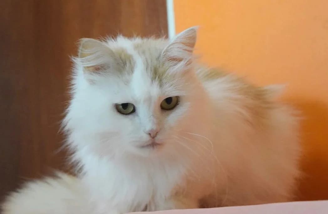 Koshechka Turetskiy van 2 goda Sterilizovana besplatno (Кошечка Турецкий ван 2 года Стерилизована бе, female Mixed Breed for adoption at Kotyata Darom, Minsk Region