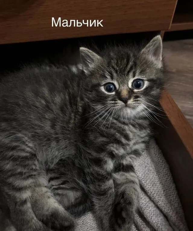 Kotyata nevskoy-maskaradnoy (Котята невской-маскарадной), Mixed Breed for adoption at Kotyata Darom, Minsk Region