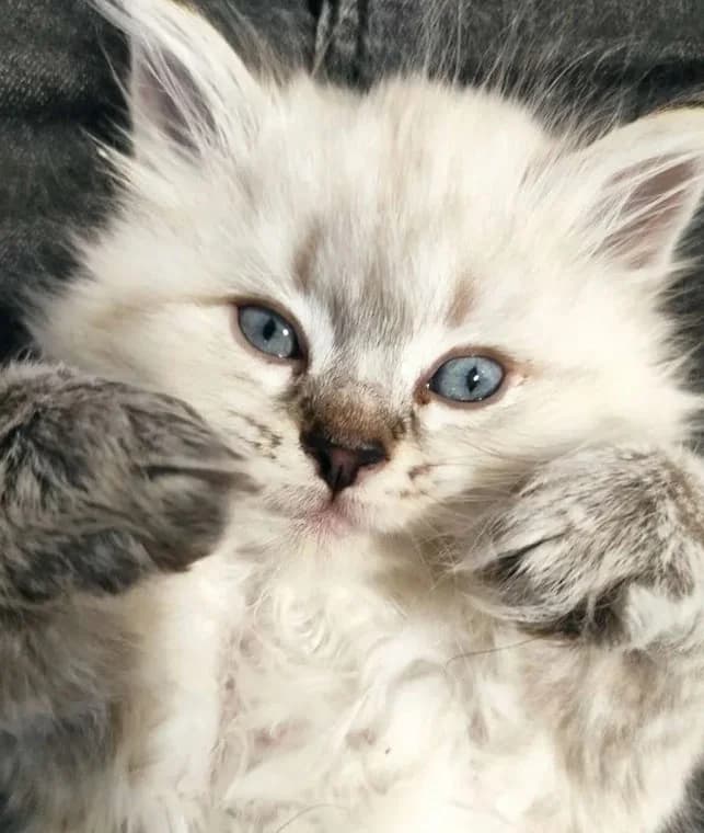 Kotyata Nevskaya Maskaradnaya (Котята Невская Маскарадная), Mixed Breed for adoption at Kotyata Darom, Minsk Region