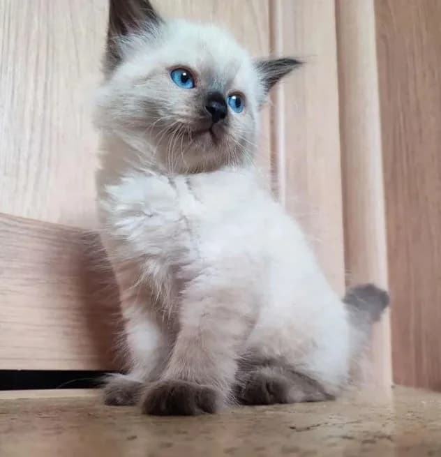 Nevskie maskaradnye kotyata (Невские маскарадные котята), Mixed Breed for adoption at Kotyata Darom, Minsk Region