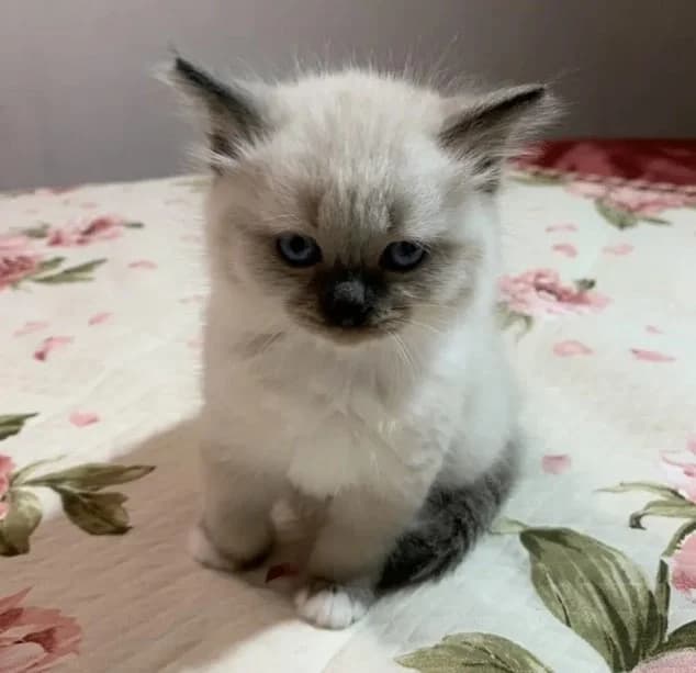 Dva malchika i dve devochki porody Nevskaya maskaradnaya (Два мальчика и две девочки породы Невская , Mixed Breed for adoption at Kotyata Darom, Minsk Region