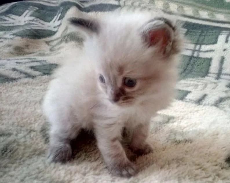 Kotenok porodistyy "Nevskaya maskaradnaya" (Котенок породистый "Невская маскарадная"), Mixed Breed for adoption at Kotyata Darom, Minsk Region