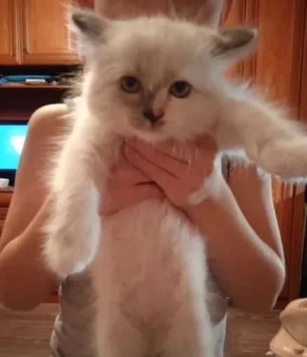 Nevskaya maskaradnaya kotyata (Невская маскарадная котята), Mixed Breed for adoption at Kotyata Darom, Minsk Region
