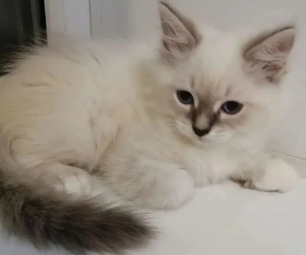 Nevskie maskaradnye kotyata (Невские маскарадные котята), Mixed Breed for adoption at Kotyata Darom, Minsk Region