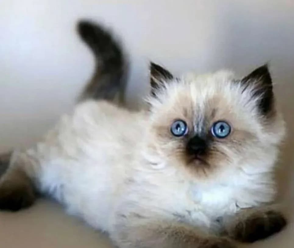 Nevskie Maskaradnye koty v dar (Невские Маскарадные коты в дар), Mixed Breed for adoption at Kotyata Darom, Minsk Region
