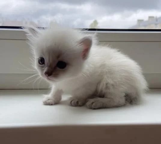 Nevskie maskaradnye kotyata (Невские маскарадные котята), Mixed Breed for adoption at Kotyata Darom, Minsk Region