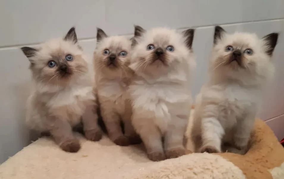 Nevskaya maskaradnaya kotёnok (Невская маскарадная котёнок), Mixed Breed for adoption at Kotyata Darom, Minsk Region