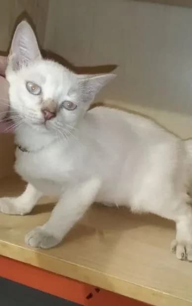 Tonkinskiy malchik prodazha (Тонкинский мальчик продажа), male Mixed Breed for adoption at Kotyata Darom, Minsk Region