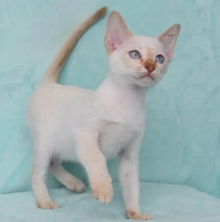 Tonkinez, tonkinskie kotyata (Тонкинез, тонкинские котята), Mixed Breed for adoption at Kotyata Darom, Minsk Region