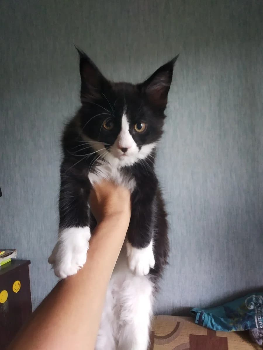 Kotyata Meyn-kun (Котята Мейн-кун), Mixed Breed for adoption at Kotyata Darom, Minsk Region