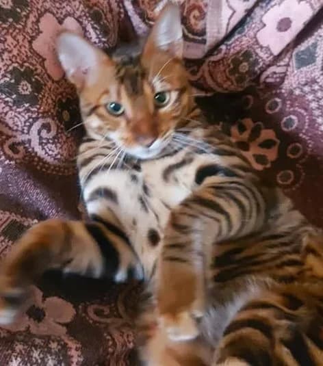 Kotenok toyger prodazha (Котенок тойгер продажа), Mixed Breed for adoption at Kotyata Darom, Minsk Region