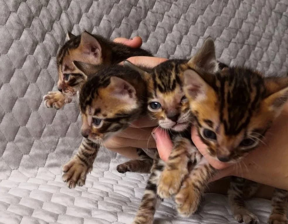 Kotyata toyger malchiki i devochki. Dorogo (Котята тойгер мальчики и девочки. Дорого),  Mixed Breed for adoption at Kotyata Darom, Minsk Region