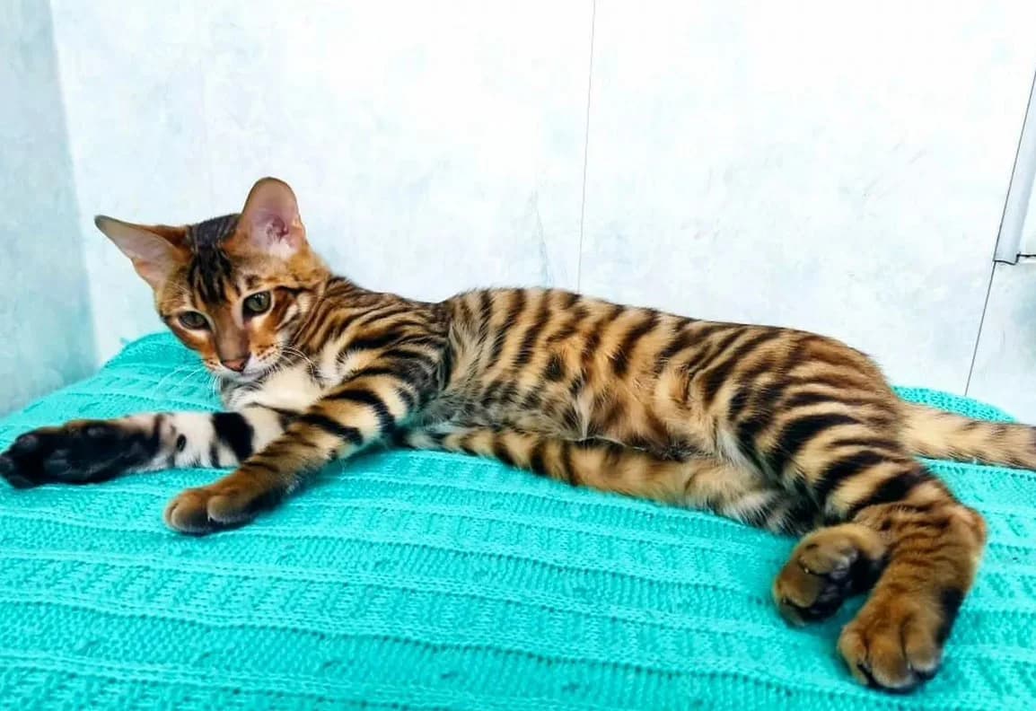 Toyger kotyata porody Toyger (Toyger котята породы Тойгер),  Mixed Breed for adoption at Kotyata Darom, Minsk Region