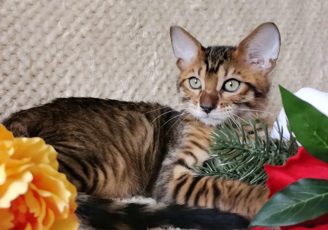 Malenkie kotyatki toyger (Маленькие котятки тойгер), Mixed Breed for adoption at Kotyata Darom, Minsk Region