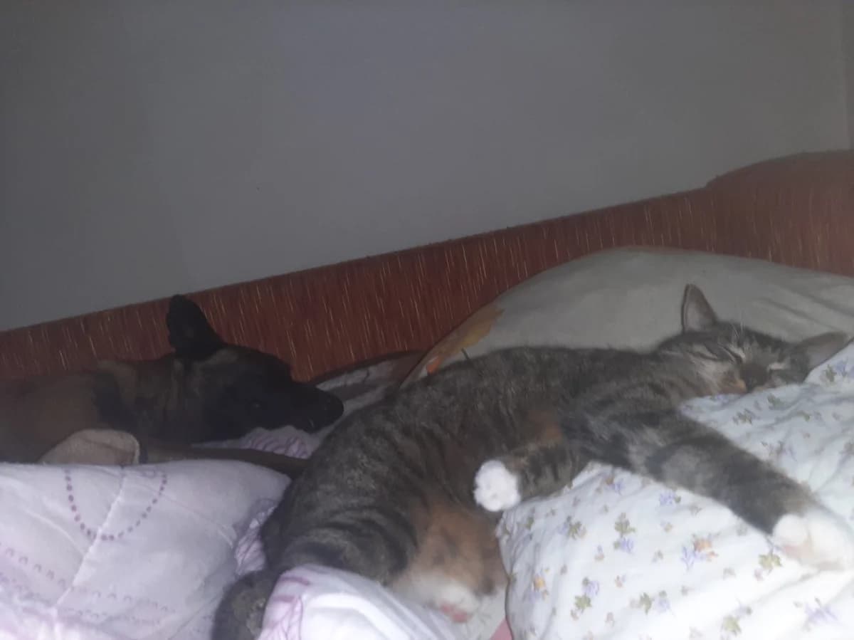 30 sentyabrya s Plekhanova, d.125, kv.5 ubezhal seryy kot (30 сентября с Плеханова, д.125, кв.5 убеж, male Mixed Breed for adoption at Kotyata Darom, Minsk Region
