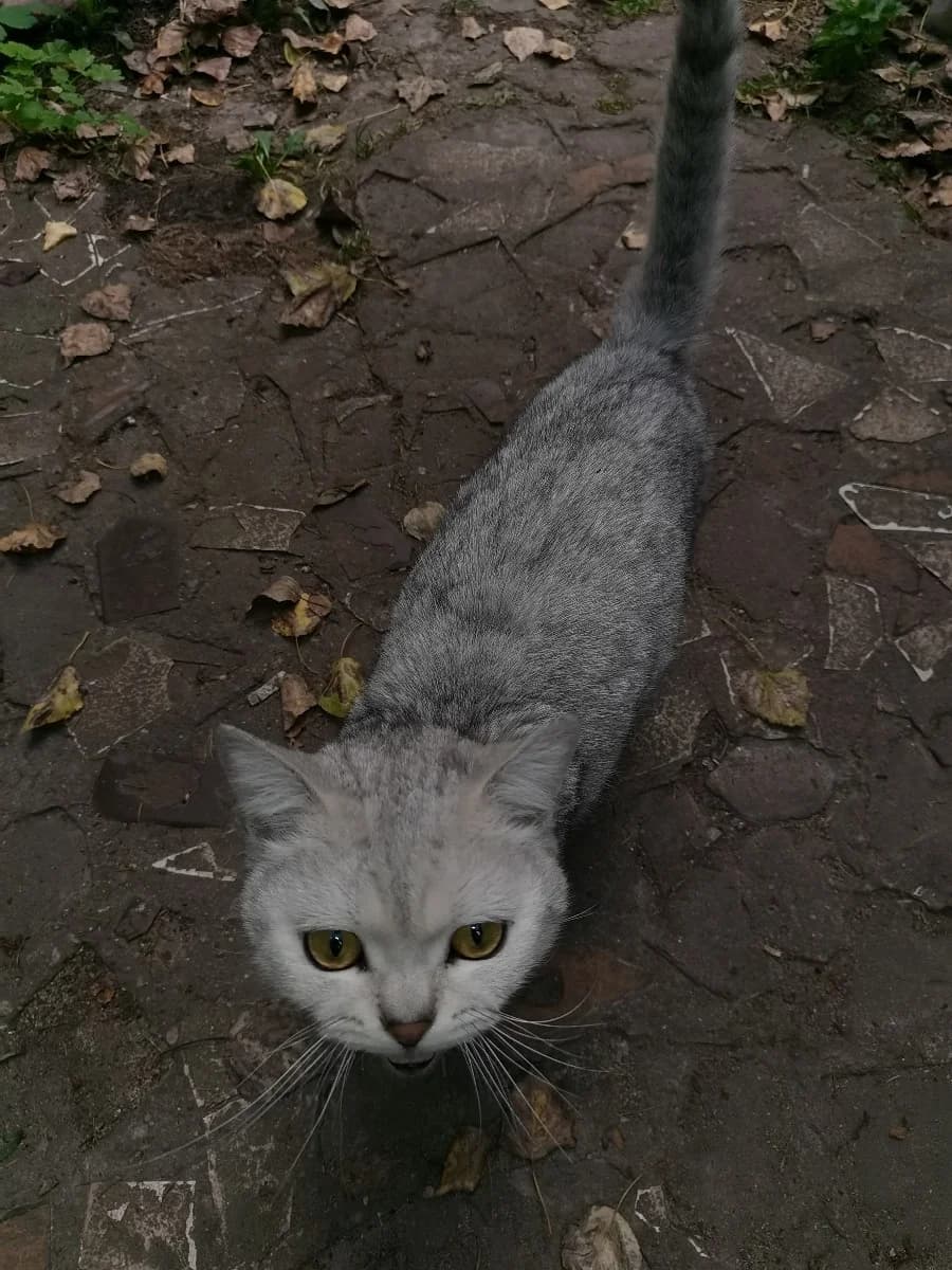 Nayden kot (Найден кот), male Mixed Breed for adoption at Kotyata Darom, Minsk Region