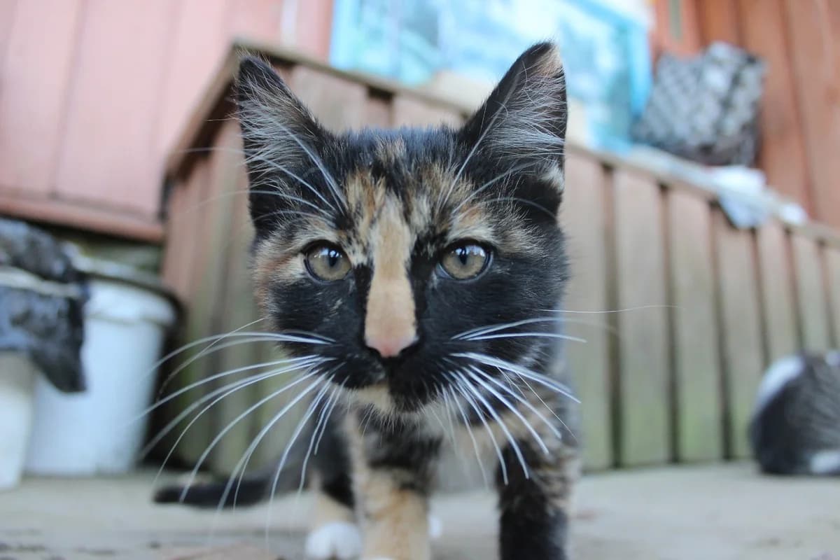 Kotёnok v dar (Котёнок в дар), Mixed Breed for adoption at Kotyata Darom, Minsk Region