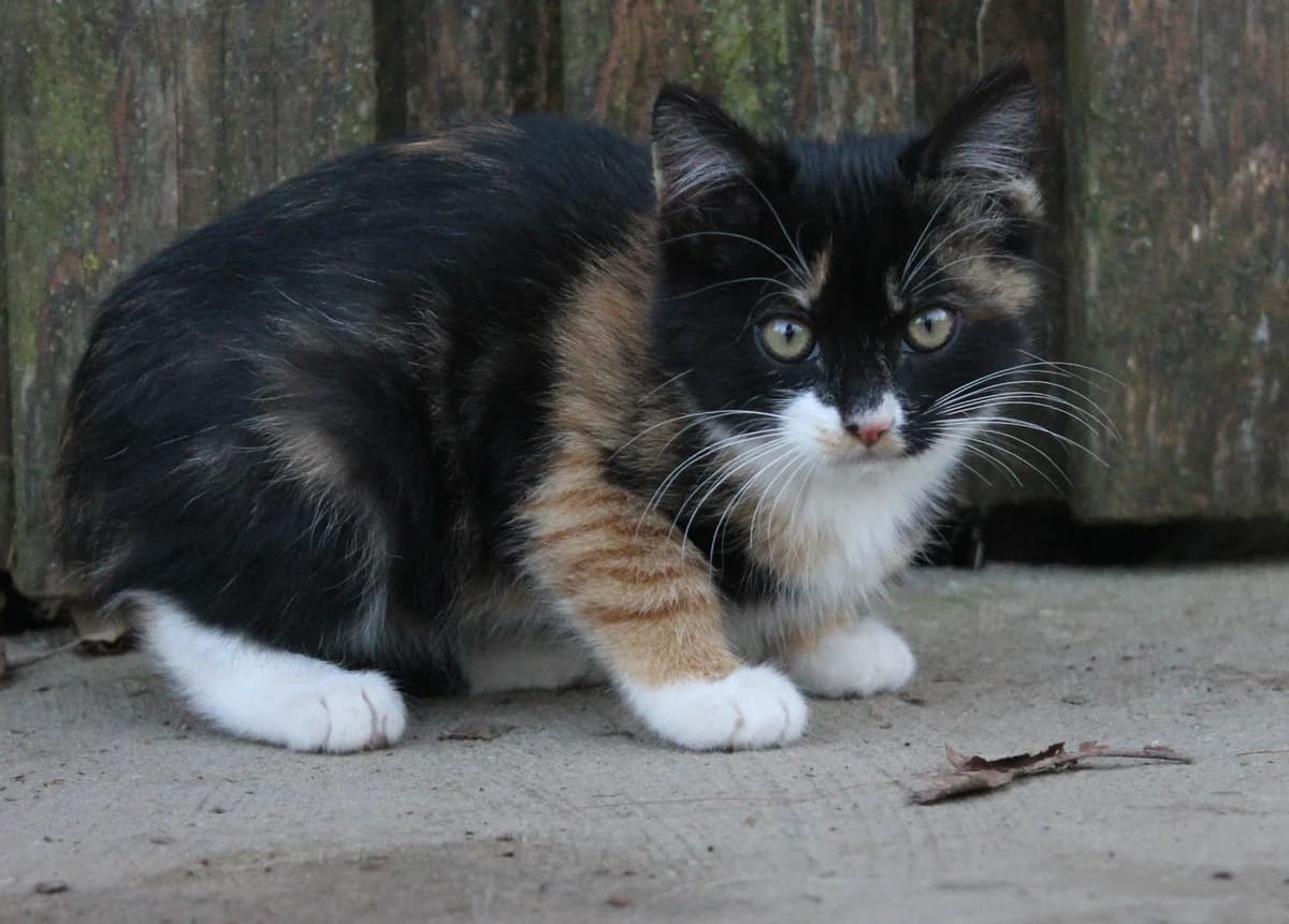 Kotenok v dar (Котенок в дар), Mixed Breed for adoption at Kotyata Darom, Minsk Region