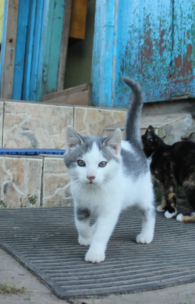 Kotenok v dar (Котенок в дар), Mixed Breed for adoption at Kotyata Darom, Minsk Region