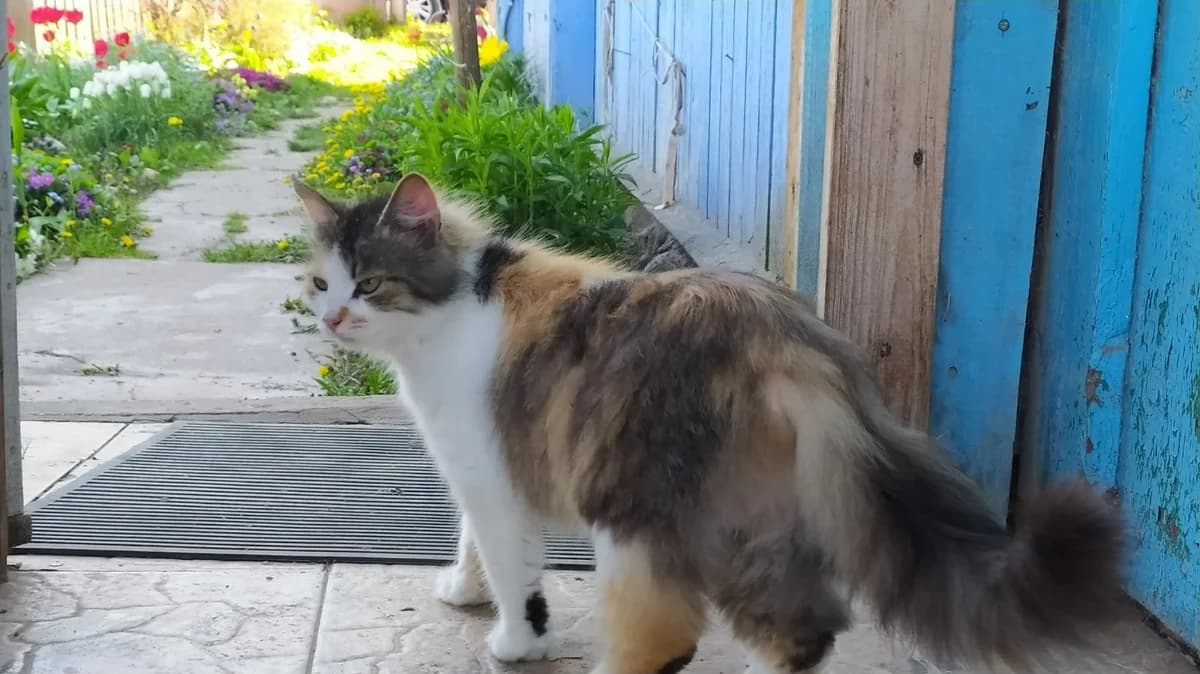 Koshka v dar (Кошка в дар), female Mixed Breed for adoption at Kotyata Darom, Minsk Region