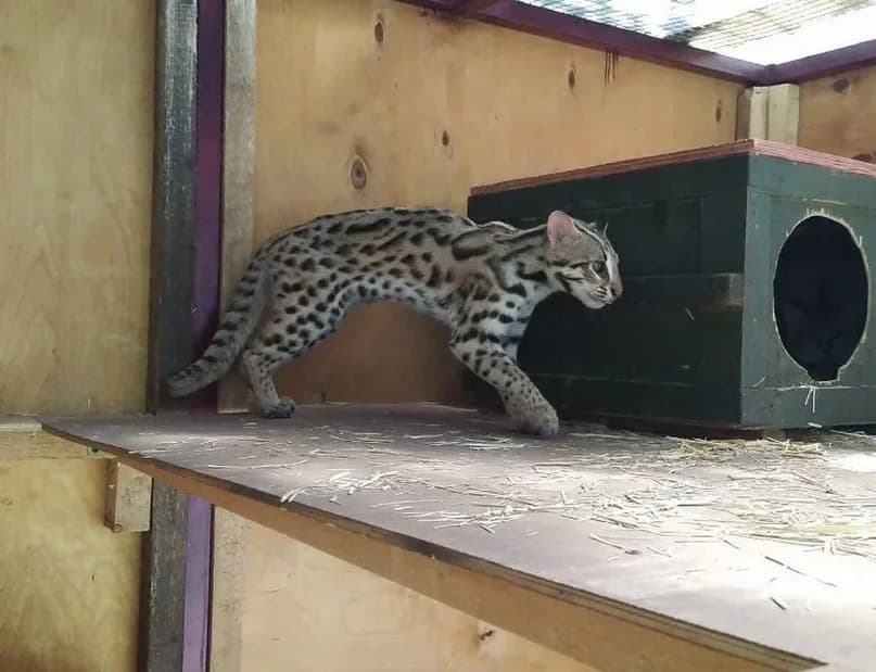 Dlya vyazok alki ili leopardovye koty (Для вязок алки или леопардовые коты), Mixed Breed for adoption at Kotyata Darom, Minsk Region