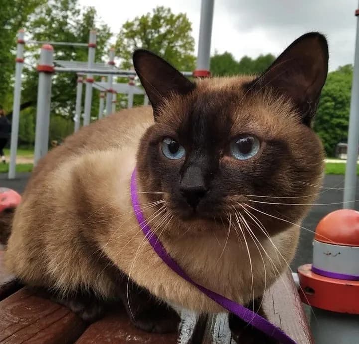 Mekongskiy bobteyl vyazka (Меконгский бобтейл вязка), Mixed Breed for adoption at Kotyata Darom, Minsk Region