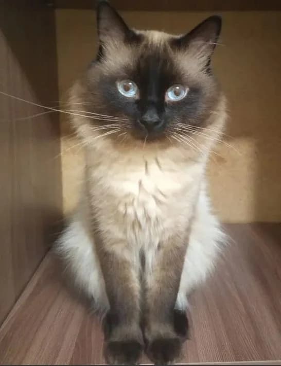 Balineziyskaya koshka na vyazku (Балинезийская кошка на вязку), female Mixed Breed for adoption at Kotyata Darom, Minsk Region