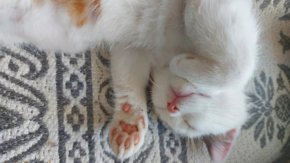 Koshka ishtet dom (Кошка ищет дом), female Mixed Breed for adoption at Kotyata Darom, Minsk Region