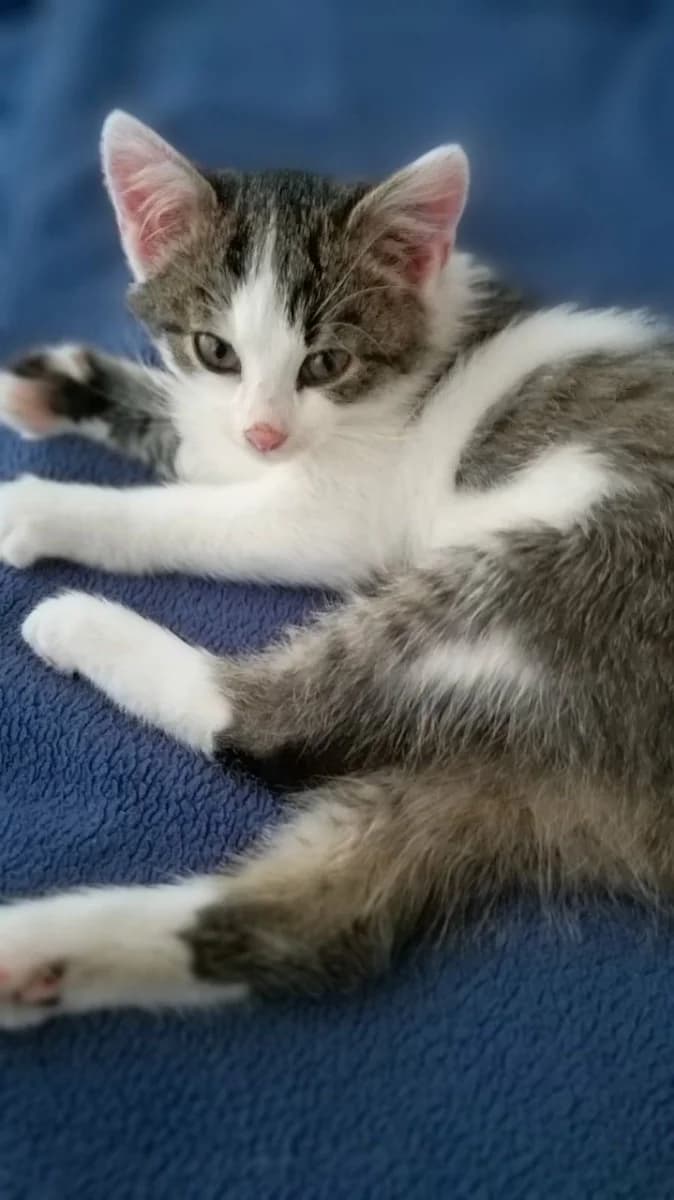 Kotenok v dar (Котенок в дар), Mixed Breed for adoption at Kotyata Darom, Minsk Region