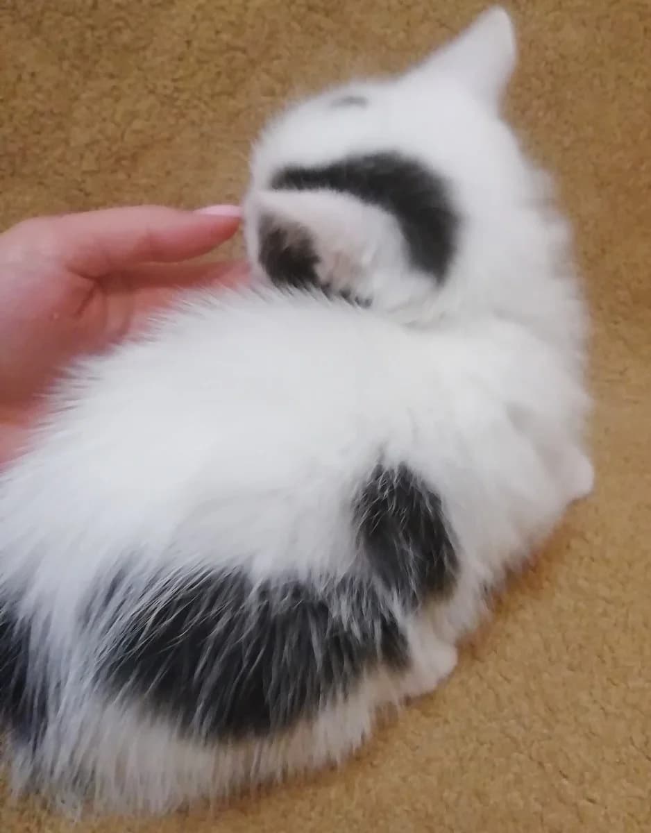 Kotenok-devochka v dar (Котенок-девочка в дар), Mixed Breed (Kotyata Darom)