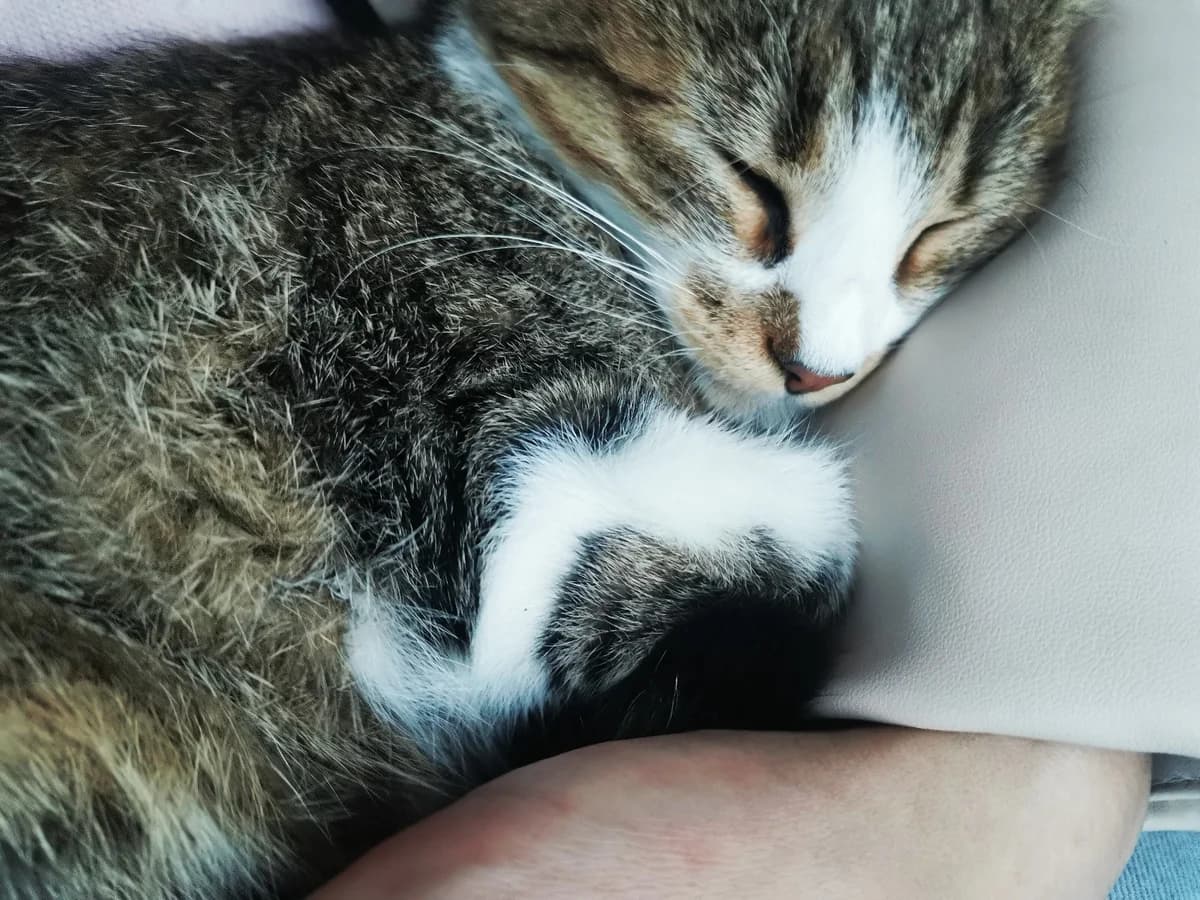 Kotenok (devochka) v dar (Котенок (девочка) в дар), Mixed Breed (Kotyata Darom)